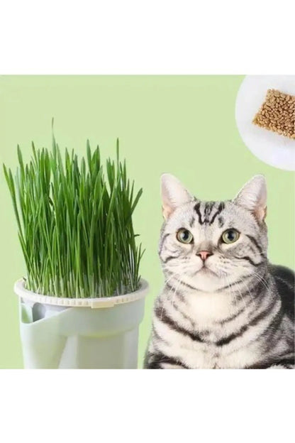 Miorapet (MİNİ SET- 6 AYLIK KULLANIM) Topraksız Suda Kedi Çimi Yetiştirme Kiti 6 Aylık Tohum