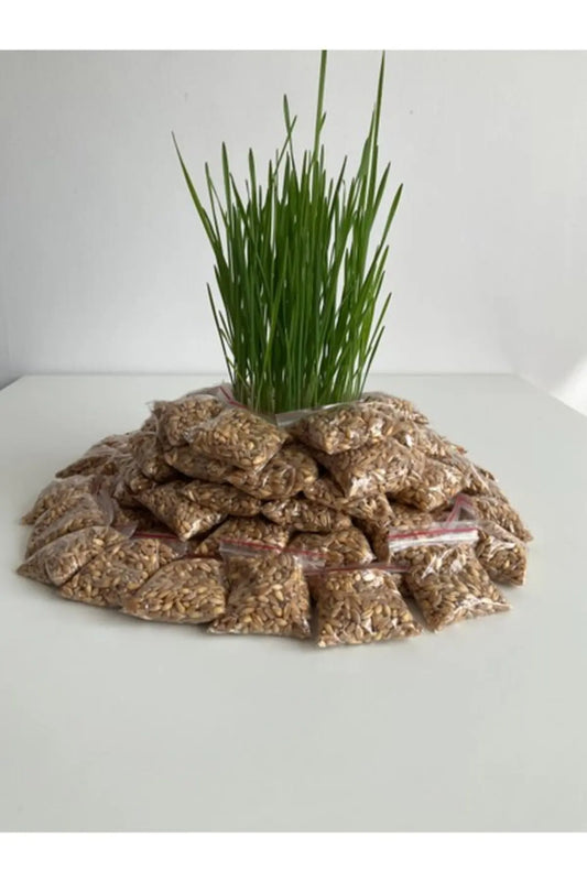 Miorapet Kedi Çimi Dolum Paketi - 12 Aylık Kullanım (SADECE TOHUM-Suda Kedi Çimi Yetiştirme Kitine Uygun)